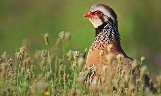 Jäger und Gejagte - Die Tierwelt der Iberischen Halbinsel