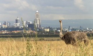 Kenia: Kein Platz für wilde Tiere