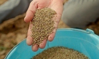 360° Reportage: Kiff im Rif - Marokkos Cannabis-Wende