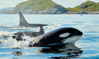 Killer Whale Chronicles