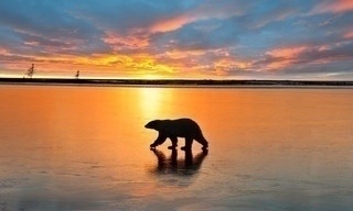 Kingdom of the polar bears