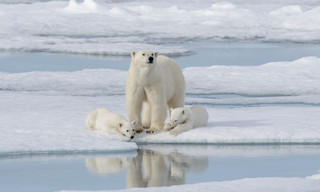 Kingdom of the polar bears
