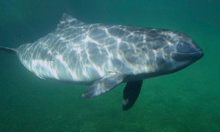 Kleiner Wal im großen Fluss