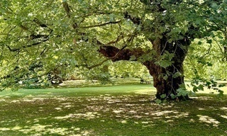 Königliche Gärten - Audley End House