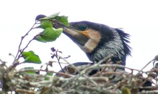 Kormoran-Invasion in MV - Der Pleitegeier der Fischer?