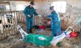 Kuh in Not! - Unterwegs mit den Großtierdocs