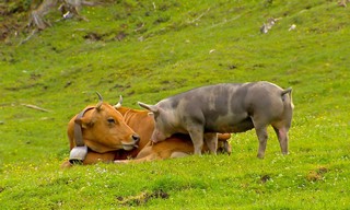 Kuh, Schaf, Wolf und Klima - Almen unter Druck