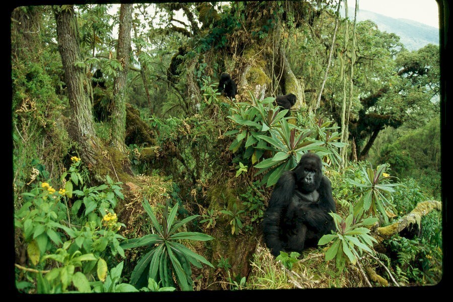 Kingdom of the Apes: Battle Lines