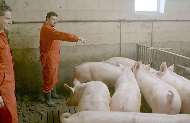 Fokken veranderde het varken