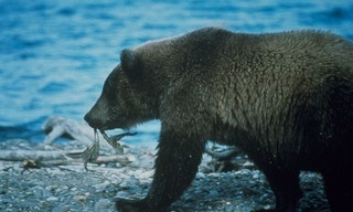 Land of 10,000 Grizzlies