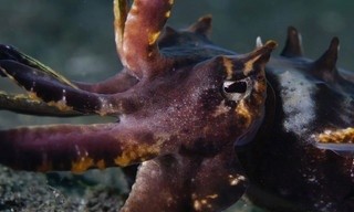 Los cuatro reyes, el santuario del mar de Halmahera