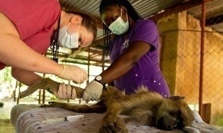 Malawi Wildlife Rescue
