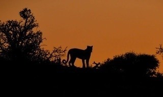 Mashatu: Land of Leopards