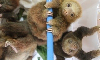 Meet the Sloths