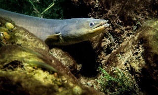 Milliarden Dollar Babies - Große Gewinne mit kleinen Aalen