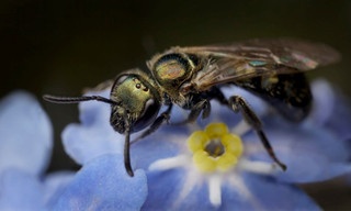 My garden of a thousand bees