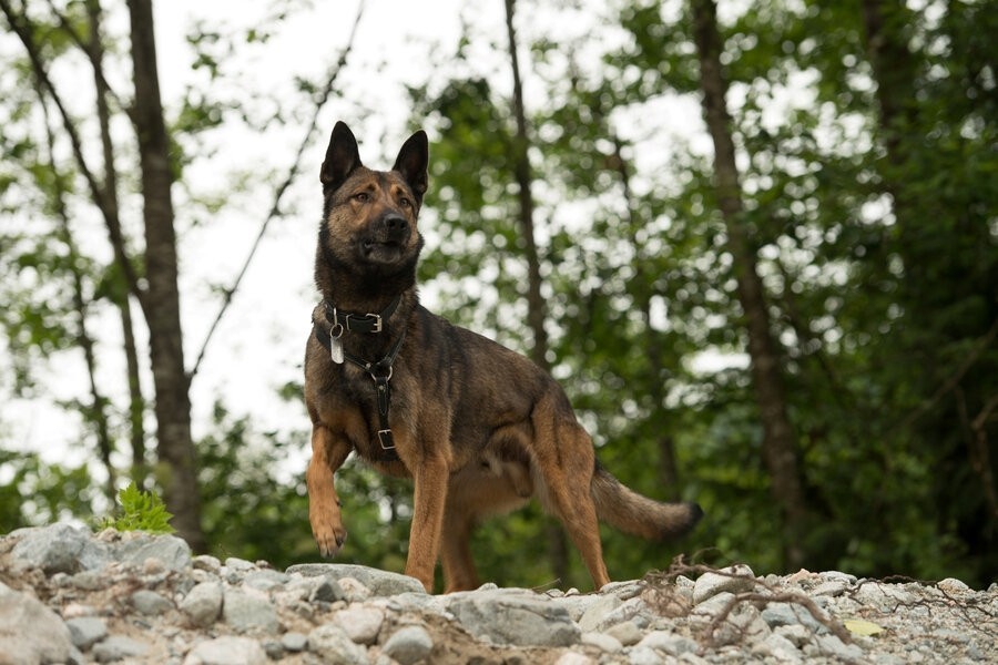 Max 2: White House Hero