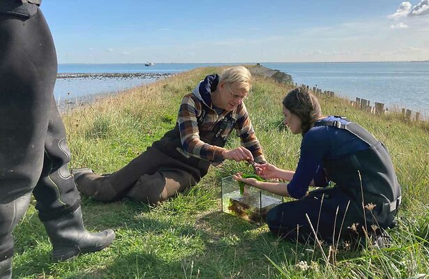Menno Bentveld bij de Kop van Schouwen
