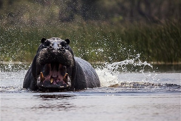 Kolossen op en onder water