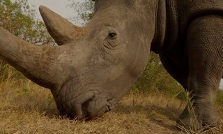 Erlebnis Erde: Nashörner - Mit Herz und Horn
