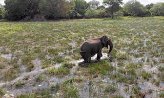 Naturkatastrophen: Wie Tiere und Pflanzen überleben