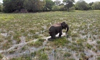 Naturkatastrophen: Wie Tiere und Pflanzen überleben