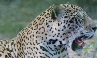 Natuur op Z: Surviving the Amazon