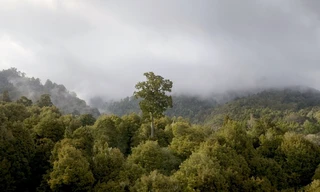 Neuseeland - Wald der Riesen