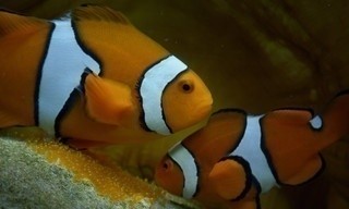 Ningaloo: het oceaanwonder van Australië