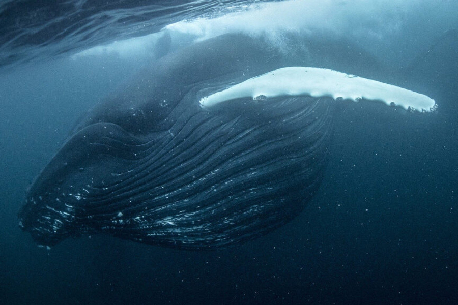 North Atlantic: The Dark Ocean