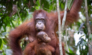 Orang-Utans - So nah wie nie