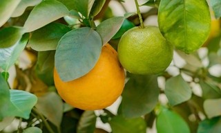 Orangen - Genuss mit Beigeschmack