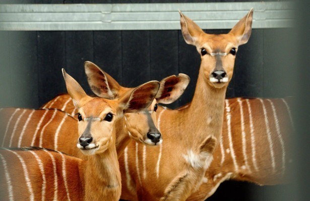 Nyala's in Op Safari