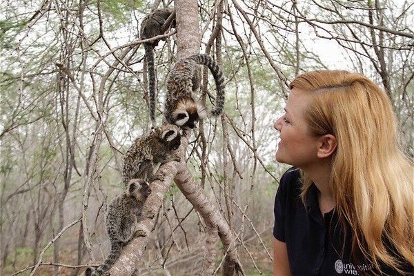 Geheime apentaal in Primates