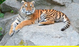 Panda, Gorilla & Co.