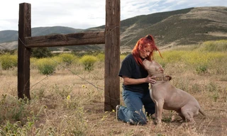 Pit bulls and parolees