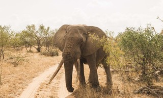 Pridelands: herboren wildernis