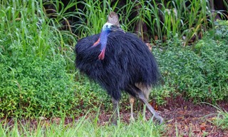 Queensland - Australiens Sonnenstaat