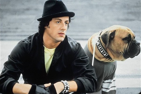 Gaat Sylvester Stallone weer de ring in?