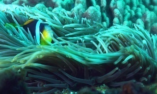 Raar, wild & prachtig