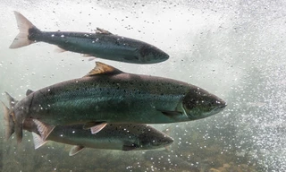 Re: Lachskrise in Norwegen