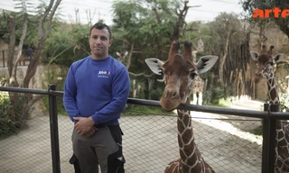 Re: Zu viele Tiere im Zoo - Wie geht moderner Artenschutz?