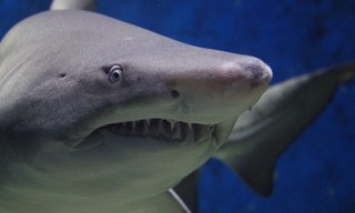 Return to Shark Island