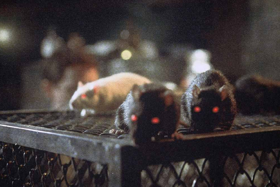 Rats - Night of terror 