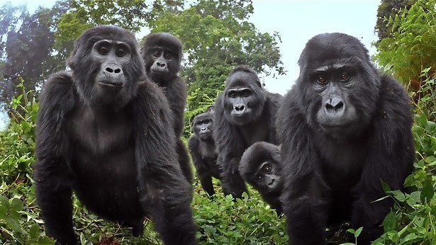 Spotlight op gorilla's in Spy In The Wild