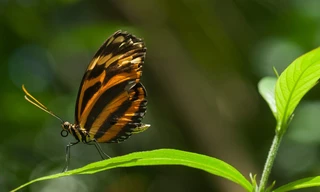 Schmetterlinge!!! - Superhelden der Natur: Die Verwandlungskünstler