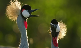 Secret safari: Into the wild