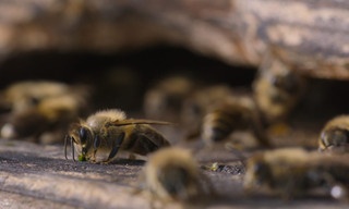 Secrets of the bees