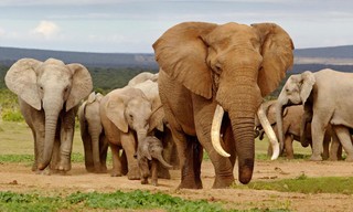 Secrets of the elephants