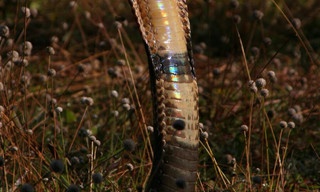 Secrets of the King Cobra
